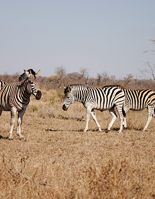 South Africa 1