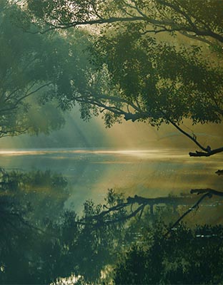 Sundarban 1