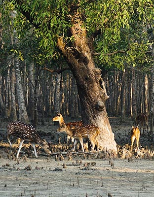 Sundarban 2